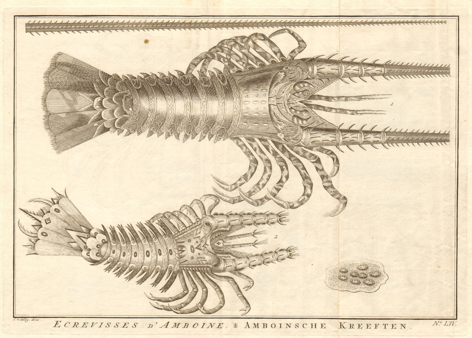 LIV - Ecrevisses d'Amboine. Indonesia. Crayfish of Ambon. Maluku. SCHLEY 1763